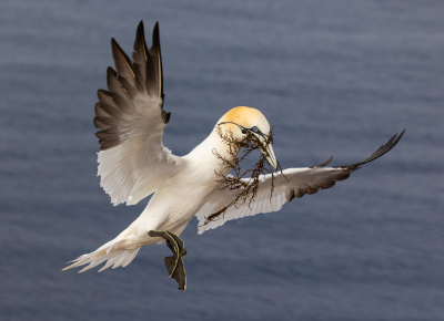 <i class='fa fa-user'></i>&nbsp;DavidvtHof&nbsp;|   Jan-van-gent&nbsp; <i class='fa fa-eye'>&nbsp;167</i> &nbsp; <i class='fa fa-comment-o'>&nbsp;2</i>