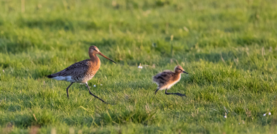 <i class='fa fa-user'></i>&nbsp;DavidvtHof&nbsp;|   Grutto&nbsp; <i class='fa fa-eye'>&nbsp;178</i> &nbsp; <i class='fa fa-comment-o'>&nbsp;2</i>