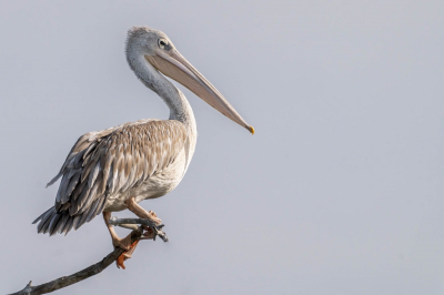 <i class='fa fa-user'></i>&nbsp;harrie69&nbsp;|   Kleine Pelikaan&nbsp; <i class='fa fa-eye'>&nbsp;130</i> &nbsp; <i class='fa fa-comment-o'>&nbsp;1</i>