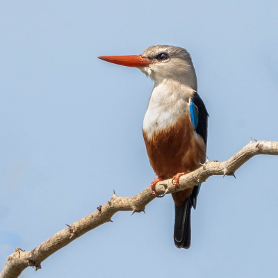 <i class='fa fa-user'></i>&nbsp;harrie69&nbsp;|   Grijskopijsvogel&nbsp; <i class='fa fa-eye'>&nbsp;146</i> &nbsp;<i class='fa fa-thumbs-up'>&nbsp;1</i> &nbsp; <i class='fa fa-comment-o'>&nbsp;1</i>