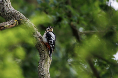 <i class='fa fa-user'></i>&nbsp;bobensink&nbsp;|   Grote Bonte Specht&nbsp; <i class='fa fa-eye'>&nbsp;123</i> &nbsp; <i class='fa fa-comment-o'>&nbsp;2</i>