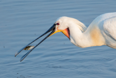 <i class='fa fa-user'></i>&nbsp;Eef Kieft&nbsp;|   Lepelaar&nbsp; <i class='fa fa-eye'>&nbsp;199</i> &nbsp;<i class='fa fa-thumbs-up'>&nbsp;5</i> &nbsp; <i class='fa fa-comment-o'>&nbsp;2</i>