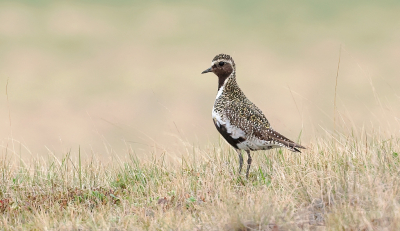 <i class='fa fa-user'></i>&nbsp;Leo Tukker&nbsp;|   Goudplevier&nbsp; <i class='fa fa-eye'>&nbsp;265</i> &nbsp;<i class='fa fa-thumbs-up'>&nbsp;13</i> &nbsp; <i class='fa fa-comment-o'>&nbsp;6</i>