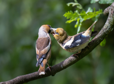 <i class='fa fa-user'></i>&nbsp;Bert Ooms&nbsp;|   Appelvink&nbsp; <i class='fa fa-eye'>&nbsp;201</i> &nbsp;<i class='fa fa-thumbs-up'>&nbsp;10</i> &nbsp; <i class='fa fa-comment-o'>&nbsp;3</i>