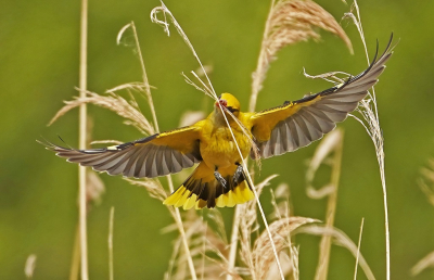 Hier is goed te zien dat de vrouw wielewaal al biddend een bovenkant van een rietstengel in haar snavel vastpakt en afbreekt om als nestmateriaal te gaan gebruiken.
Moment om nooit meer te vergeten en waarschijnlijk ook nooit meer mee maken