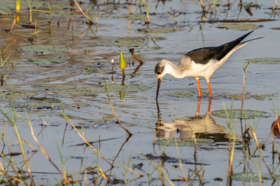 <i class='fa fa-user'></i>&nbsp;harrie69&nbsp;|   Steltkluut&nbsp; <i class='fa fa-eye'>&nbsp;124</i> &nbsp; <i class='fa fa-comment-o'>&nbsp;0</i>