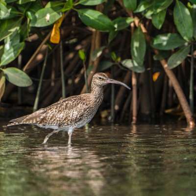 <i class='fa fa-user'></i>&nbsp;harrie69&nbsp;|   Regenwulp&nbsp; <i class='fa fa-eye'>&nbsp;146</i> &nbsp;<i class='fa fa-thumbs-up'>&nbsp;1</i> &nbsp; <i class='fa fa-comment-o'>&nbsp;1</i>