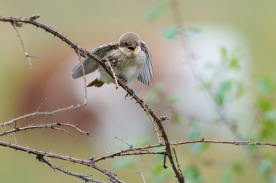 <i class='fa fa-user'></i>&nbsp;John_Jak&nbsp;|   Grauwe Klauwier&nbsp; <i class='fa fa-eye'>&nbsp;167</i> &nbsp;<i class='fa fa-thumbs-up'>&nbsp;5</i> &nbsp; <i class='fa fa-comment-o'>&nbsp;4</i>