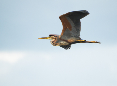 <i class='fa fa-user'></i>&nbsp;Truus Aletta Maan&nbsp;|   Purperreiger&nbsp; <i class='fa fa-eye'>&nbsp;189</i> &nbsp;<i class='fa fa-thumbs-up'>&nbsp;9</i> &nbsp; <i class='fa fa-comment-o'>&nbsp;6</i>