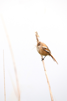 <i class='fa fa-user'></i>&nbsp;Erik van Ark&nbsp;|   Baardman&nbsp; <i class='fa fa-eye'>&nbsp;124</i> &nbsp; <i class='fa fa-comment-o'>&nbsp;0</i>