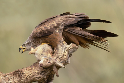 <i class='fa fa-user'></i>&nbsp;Ben Reitsma&nbsp;|   Zwarte Wouw&nbsp; <i class='fa fa-eye'>&nbsp;364</i> &nbsp;<i class='fa fa-thumbs-up'>&nbsp;5</i> &nbsp; <i class='fa fa-comment-o'>&nbsp;7</i>