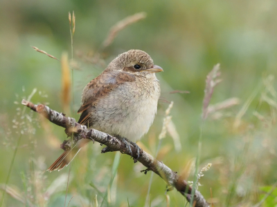 In deze tijd zie ik jonge grauwe klauwieren die gevoerd worden door hun ouders. Deze peuter ving vanaf dit takje al regelmatig zelf een insect. Maar als een ouder in buurt verscheen dan was ie er als de kippen bij.