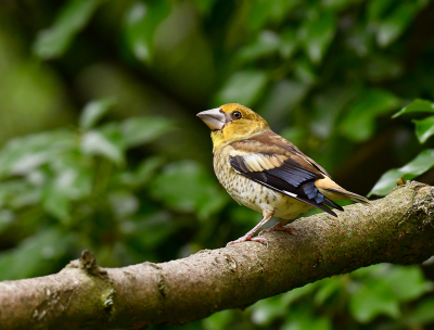 <i class='fa fa-user'></i>&nbsp;henkdikkers&nbsp;|   Appelvink&nbsp; <i class='fa fa-eye'>&nbsp;160</i> &nbsp;<i class='fa fa-thumbs-up'>&nbsp;2</i> &nbsp; <i class='fa fa-comment-o'>&nbsp;8</i>