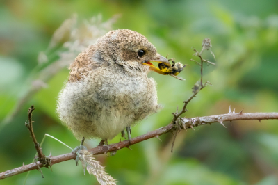 <i class='fa fa-user'></i>&nbsp;John_Jak&nbsp;|   Grauwe Klauwier&nbsp; <i class='fa fa-eye'>&nbsp;192</i> &nbsp;<i class='fa fa-thumbs-up'>&nbsp;3</i> &nbsp; <i class='fa fa-comment-o'>&nbsp;5</i>