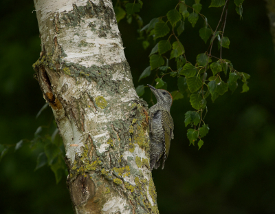 <i class='fa fa-user'></i>&nbsp;Tjballe&nbsp;|   Groene Specht&nbsp; <i class='fa fa-eye'>&nbsp;143</i> &nbsp; <i class='fa fa-comment-o'>&nbsp;1</i>