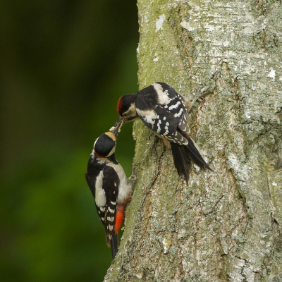 <i class='fa fa-user'></i>&nbsp;Tjballe&nbsp;|   Grote Bonte Specht&nbsp; <i class='fa fa-eye'>&nbsp;119</i> &nbsp; <i class='fa fa-comment-o'>&nbsp;0</i>