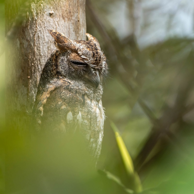 <i class='fa fa-user'></i>&nbsp;harrie69&nbsp;|   Dwergooruil&nbsp; <i class='fa fa-eye'>&nbsp;188</i> &nbsp;<i class='fa fa-thumbs-up'>&nbsp;2</i> &nbsp; <i class='fa fa-comment-o'>&nbsp;3</i>