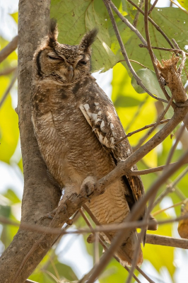 <i class='fa fa-user'></i>&nbsp;harrie69&nbsp;|   Afrikaanse Dwergooruil&nbsp; <i class='fa fa-eye'>&nbsp;171</i> &nbsp;<i class='fa fa-thumbs-up'>&nbsp;1</i> &nbsp; <i class='fa fa-comment-o'>&nbsp;1</i>