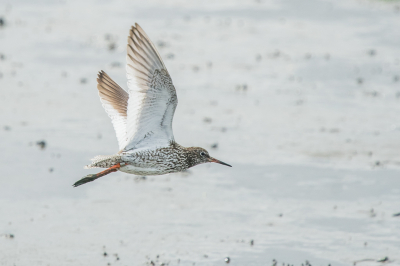 <i class='fa fa-user'></i>&nbsp;christina&nbsp;|   Tureluur&nbsp; <i class='fa fa-eye'>&nbsp;104</i> &nbsp; <i class='fa fa-comment-o'>&nbsp;0</i>