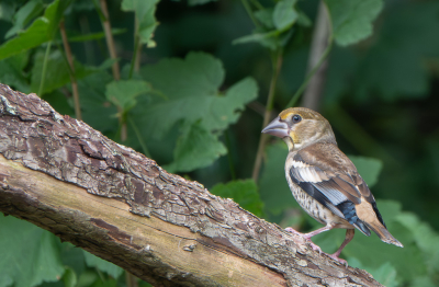 <i class='fa fa-user'></i>&nbsp;PJBeek&nbsp;|   Appelvink&nbsp; <i class='fa fa-eye'>&nbsp;160</i> &nbsp;<i class='fa fa-thumbs-up'>&nbsp;1</i> &nbsp; <i class='fa fa-comment-o'>&nbsp;1</i>