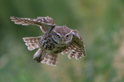 Athene vidalii / Steenuil / Little Owl