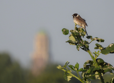 <i class='fa fa-user'></i>&nbsp;sieb&nbsp;|   Rietgors&nbsp; <i class='fa fa-eye'>&nbsp;155</i> &nbsp;<i class='fa fa-thumbs-up'>&nbsp;2</i> &nbsp; <i class='fa fa-comment-o'>&nbsp;3</i>