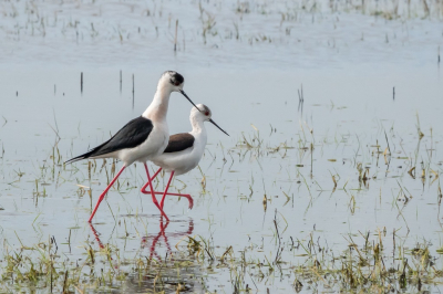 <i class='fa fa-user'></i>&nbsp;jacolienl&nbsp;|   Steltkluut&nbsp; <i class='fa fa-eye'>&nbsp;195</i> &nbsp;<i class='fa fa-thumbs-up'>&nbsp;4</i> &nbsp; <i class='fa fa-comment-o'>&nbsp;3</i>