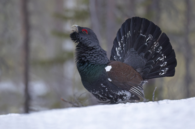 <i class='fa fa-user'></i>&nbsp;Luc Meert&nbsp;|   Auerhoen&nbsp; <i class='fa fa-eye'>&nbsp;176</i> &nbsp; <i class='fa fa-comment-o'>&nbsp;2</i>