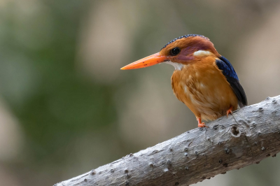 <i class='fa fa-user'></i>&nbsp;harrie69&nbsp;|   Afrikaanse Dwergijsvogel&nbsp; <i class='fa fa-eye'>&nbsp;121</i> &nbsp;<i class='fa fa-thumbs-up'>&nbsp;2</i> &nbsp; <i class='fa fa-comment-o'>&nbsp;0</i>