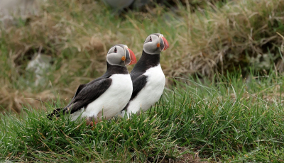 <i class='fa fa-user'></i>&nbsp;Leo Tukker&nbsp;|   Papegaaiduiker&nbsp; <i class='fa fa-eye'>&nbsp;182</i> &nbsp;<i class='fa fa-thumbs-up'>&nbsp;2</i> &nbsp; <i class='fa fa-comment-o'>&nbsp;1</i>