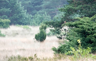 <i class='fa fa-user'></i>&nbsp;nelappelmelk&nbsp;|   Grauwe Klauwier&nbsp; <i class='fa fa-eye'>&nbsp;257</i> &nbsp;<i class='fa fa-thumbs-up'>&nbsp;3</i> &nbsp; <i class='fa fa-comment-o'>&nbsp;4</i>