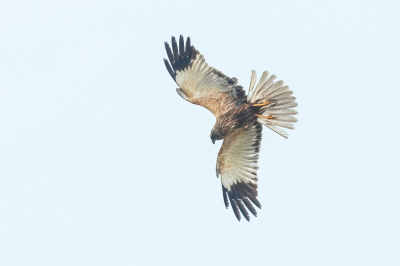 <i class='fa fa-user'></i>&nbsp;christina&nbsp;|   Bruine Kiekendief&nbsp; <i class='fa fa-eye'>&nbsp;157</i> &nbsp; <i class='fa fa-comment-o'>&nbsp;2</i>