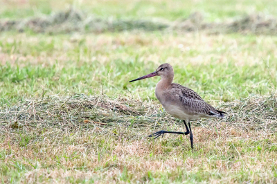 <i class='fa fa-user'></i>&nbsp;christina&nbsp;|   Grutto&nbsp; <i class='fa fa-eye'>&nbsp;161</i> &nbsp; <i class='fa fa-comment-o'>&nbsp;0</i>