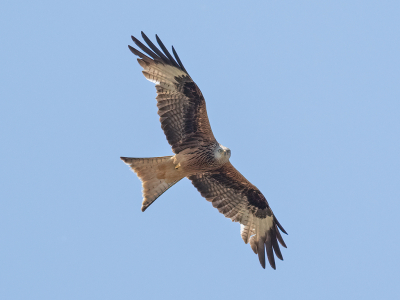 <i class='fa fa-user'></i>&nbsp;Marcel van der Tol&nbsp;|   Rode Wouw&nbsp; <i class='fa fa-eye'>&nbsp;227</i> &nbsp;<i class='fa fa-thumbs-up'>&nbsp;1</i> &nbsp; <i class='fa fa-comment-o'>&nbsp;2</i>