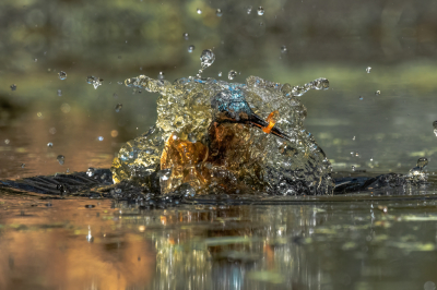 Afgelopen vrijdag geprobeerd duikende ijsvogel vast te leggen. Veel foto's kunnen maken helaas maar een paar zijn scherp genoeg. Deze vond ik wel leuk omdat de ijsvogel bijna geheel door het water omgeven wordt. Hier heeft hij net een elrits te pakken.