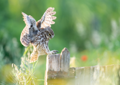 <i class='fa fa-user'></i>&nbsp;Loes Belovics&nbsp;|   Steenuil&nbsp; <i class='fa fa-eye'>&nbsp;238</i> &nbsp;<i class='fa fa-thumbs-up'>&nbsp;5</i> &nbsp; <i class='fa fa-comment-o'>&nbsp;11</i>