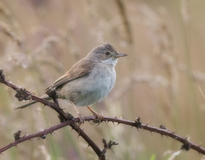 <i class='fa fa-user'></i>&nbsp;Hillebrand Keun&nbsp;|   Grasmus&nbsp; <i class='fa fa-eye'>&nbsp;149</i> &nbsp;<i class='fa fa-thumbs-up'>&nbsp;6</i> &nbsp; <i class='fa fa-comment-o'>&nbsp;2</i>