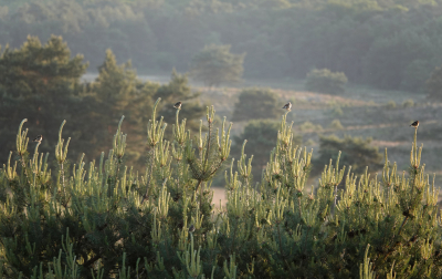 <i class='fa fa-user'></i>&nbsp;nelappelmelk&nbsp;|   Roodborsttapuit&nbsp; <i class='fa fa-eye'>&nbsp;231</i> &nbsp;<i class='fa fa-thumbs-up'>&nbsp;6</i> &nbsp; <i class='fa fa-comment-o'>&nbsp;2</i>