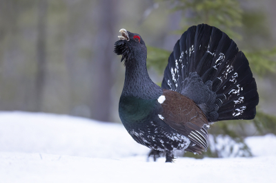 <i class='fa fa-user'></i>&nbsp;Luc Meert&nbsp;|   Auerhoen&nbsp; <i class='fa fa-eye'>&nbsp;181</i> &nbsp;<i class='fa fa-thumbs-up'>&nbsp;3</i> &nbsp; <i class='fa fa-comment-o'>&nbsp;3</i>