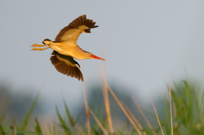 <i class='fa fa-user'></i>&nbsp;John_Jak&nbsp;|   Woudaap&nbsp; <i class='fa fa-eye'>&nbsp;231</i> &nbsp;<i class='fa fa-thumbs-up'>&nbsp;2</i> &nbsp; <i class='fa fa-comment-o'>&nbsp;3</i>