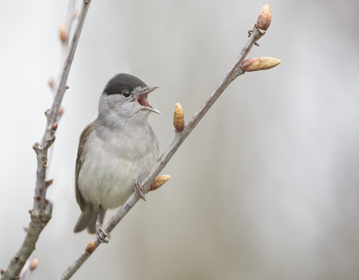 <i class='fa fa-user'></i>&nbsp;Hillebrand Keun&nbsp;|   Zwartkop&nbsp; <i class='fa fa-eye'>&nbsp;184</i> &nbsp;<i class='fa fa-thumbs-up'>&nbsp;4</i> &nbsp; <i class='fa fa-comment-o'>&nbsp;7</i>