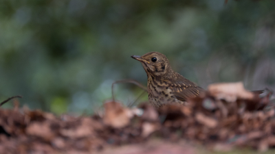 <i class='fa fa-user'></i>&nbsp;Gert-Jan Cromwijk&nbsp;|   Zanglijster&nbsp; <i class='fa fa-eye'>&nbsp;133</i> &nbsp; <i class='fa fa-comment-o'>&nbsp;2</i>