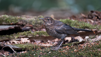 <i class='fa fa-user'></i>&nbsp;Gert-Jan Cromwijk&nbsp;|   Merel&nbsp; <i class='fa fa-eye'>&nbsp;133</i> &nbsp; <i class='fa fa-comment-o'>&nbsp;0</i>