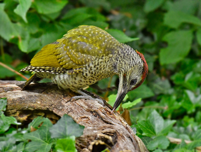 <i class='fa fa-user'></i>&nbsp;henkdikkers&nbsp;|   Groene Specht&nbsp; <i class='fa fa-eye'>&nbsp;193</i> &nbsp;<i class='fa fa-thumbs-up'>&nbsp;4</i> &nbsp; <i class='fa fa-comment-o'>&nbsp;3</i>