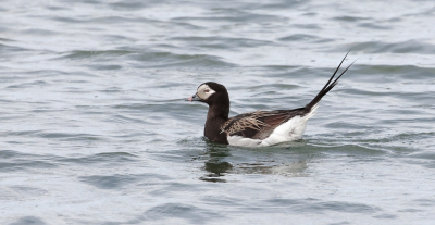 <i class='fa fa-user'></i>&nbsp;Leo Tukker&nbsp;|   IJseend&nbsp; <i class='fa fa-eye'>&nbsp;213</i> &nbsp; <i class='fa fa-comment-o'>&nbsp;1</i>