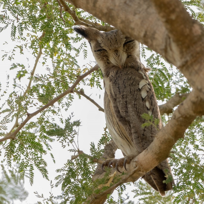 <i class='fa fa-user'></i>&nbsp;harrie69&nbsp;|   Noordelijke Witwangdwergooruil&nbsp; <i class='fa fa-eye'>&nbsp;184</i> &nbsp;<i class='fa fa-thumbs-up'>&nbsp;1</i> &nbsp; <i class='fa fa-comment-o'>&nbsp;2</i>