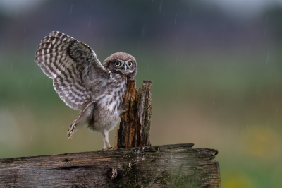 <i class='fa fa-user'></i>&nbsp;Loes Belovics&nbsp;|   Steenuil&nbsp; <i class='fa fa-eye'>&nbsp;268</i> &nbsp;<i class='fa fa-thumbs-up'>&nbsp;17</i> &nbsp; <i class='fa fa-comment-o'>&nbsp;11</i>