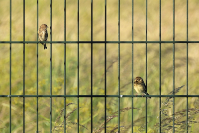 <i class='fa fa-user'></i>&nbsp;sieb&nbsp;|   Rietgors&nbsp; <i class='fa fa-eye'>&nbsp;201</i> &nbsp;<i class='fa fa-thumbs-up'>&nbsp;5</i> &nbsp; <i class='fa fa-comment-o'>&nbsp;9</i>