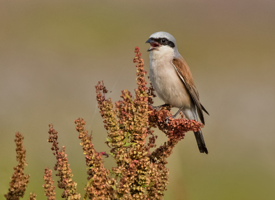 <i class='fa fa-user'></i>&nbsp;Hillebrand Keun&nbsp;|   Grauwe Klauwier&nbsp; <i class='fa fa-eye'>&nbsp;252</i> &nbsp;<i class='fa fa-thumbs-up'>&nbsp;8</i> &nbsp; <i class='fa fa-comment-o'>&nbsp;8</i>