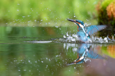 <i class='fa fa-user'></i>&nbsp;Marie-Jos� Boon&nbsp;|   IJsvogel&nbsp; <i class='fa fa-eye'>&nbsp;212</i> &nbsp; <i class='fa fa-comment-o'>&nbsp;1</i>